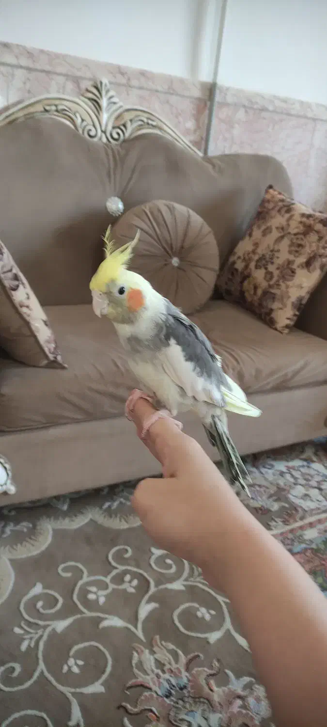 عروس هلندی نر|پرنده|مشهد, جاهد شهر|دیوار