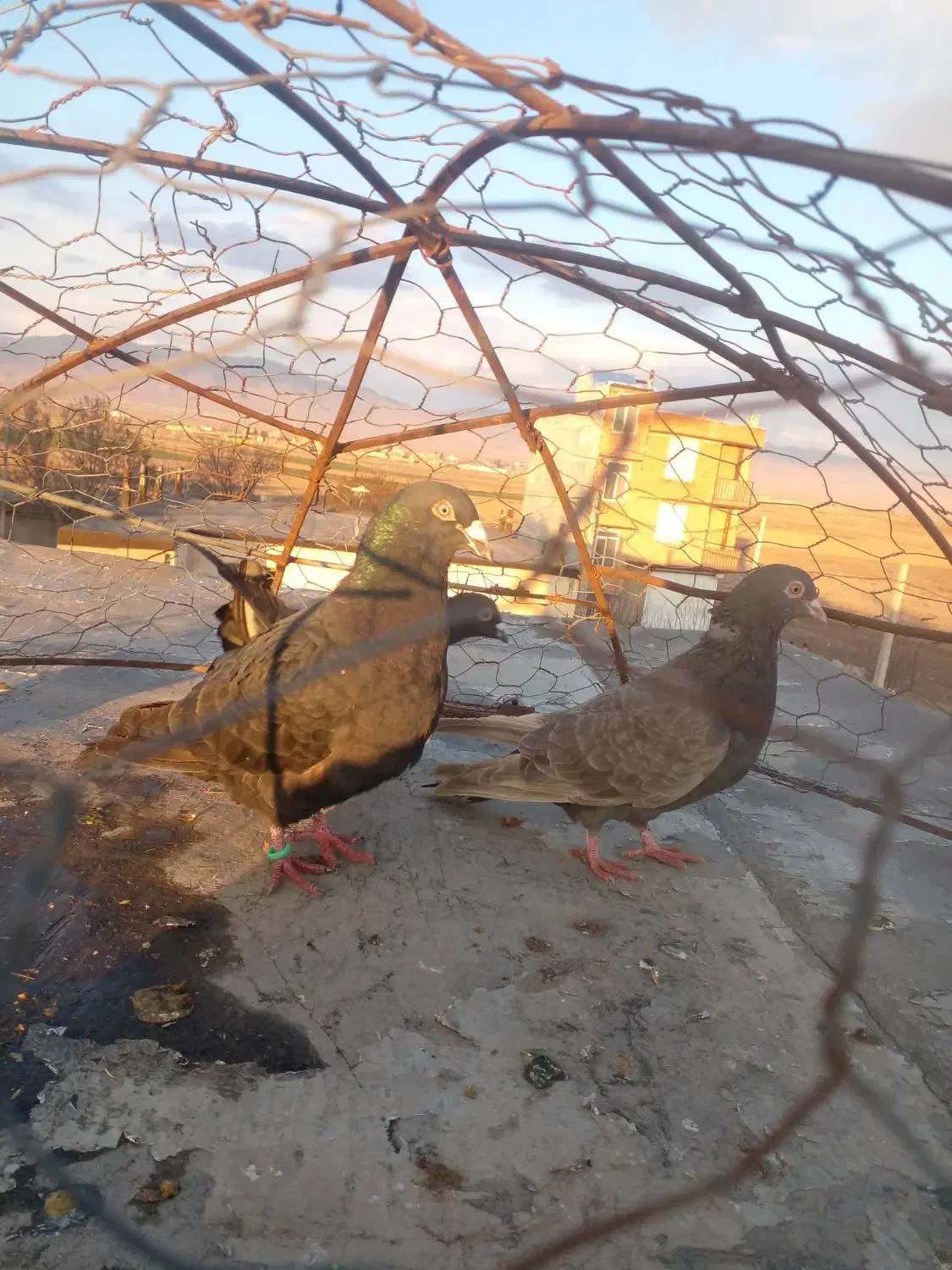 کبوتر|پرنده|فاروج, |دیوار