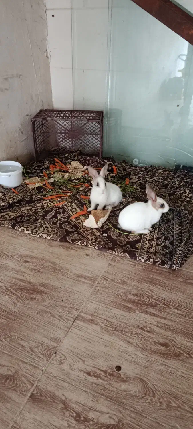 خرگوش نر و ماده|موش و خرگوش|سنندج, |دیوار