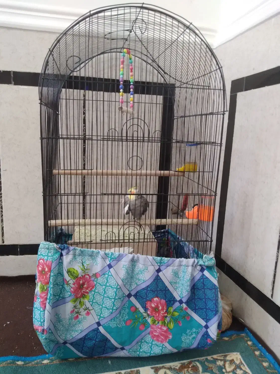 نرو‌ماده‌عروس‌ضمانت‌تخم‌و‌جوجه‌با‌تمام‌وسایل‌وقفس|پرنده|کرباسک, |دیوار