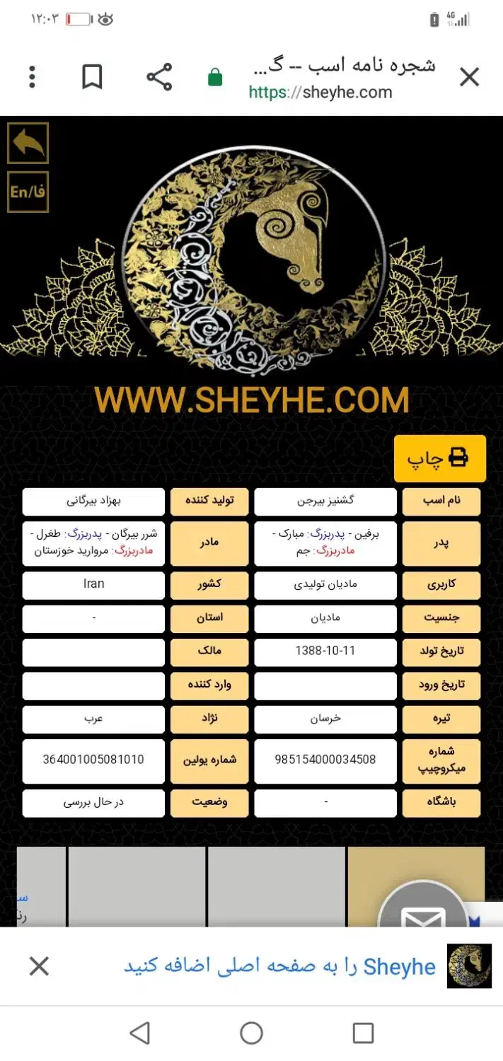 مادیون گیشنیز|اسب و تجهیزات اسب‌سواری|مسجد سلیمان, |دیوار