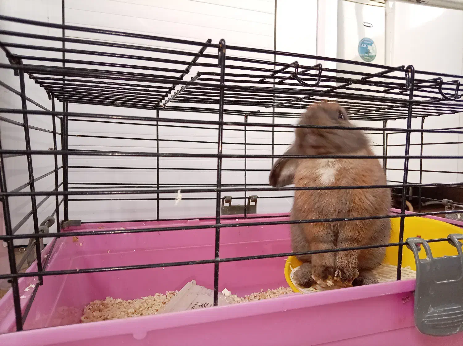 خرگوش بازیگوش|موش و خرگوش|بیرجند, |دیوار