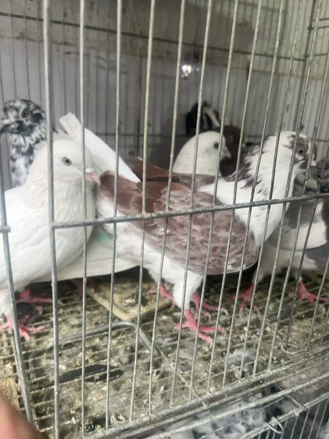 کفتر|پرنده|محمدشهر, محمدشهر|دیوار