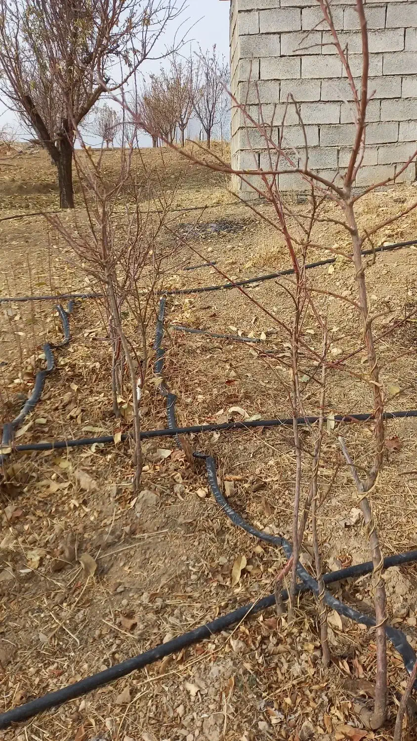 نهال بادام۳ ساله|گل و گیاه طبیعی|سنقر, |دیوار