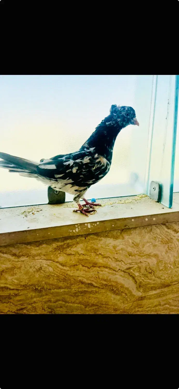 یک عدد سرور پرخال عتیقه کلکسیونی آنتیک|پرنده|اصفهان, مشکین|دیوار