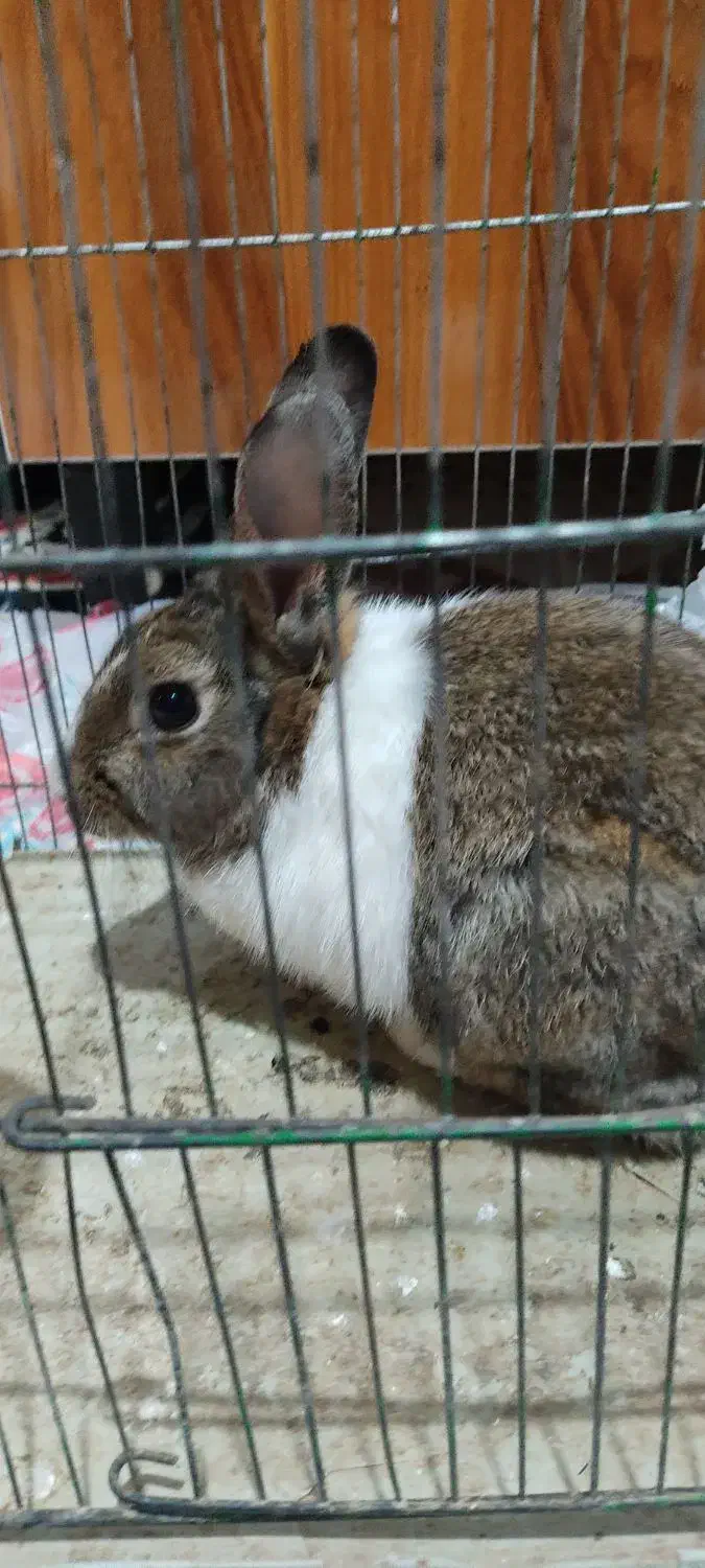 خرگوش در تاکستان|موش و خرگوش|تاکستان, |دیوار