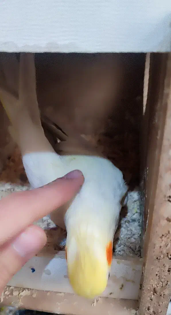 عروس هلندی جفت و دستی و رام شده|پرنده|قدس, شهر‌قدس|دیوار