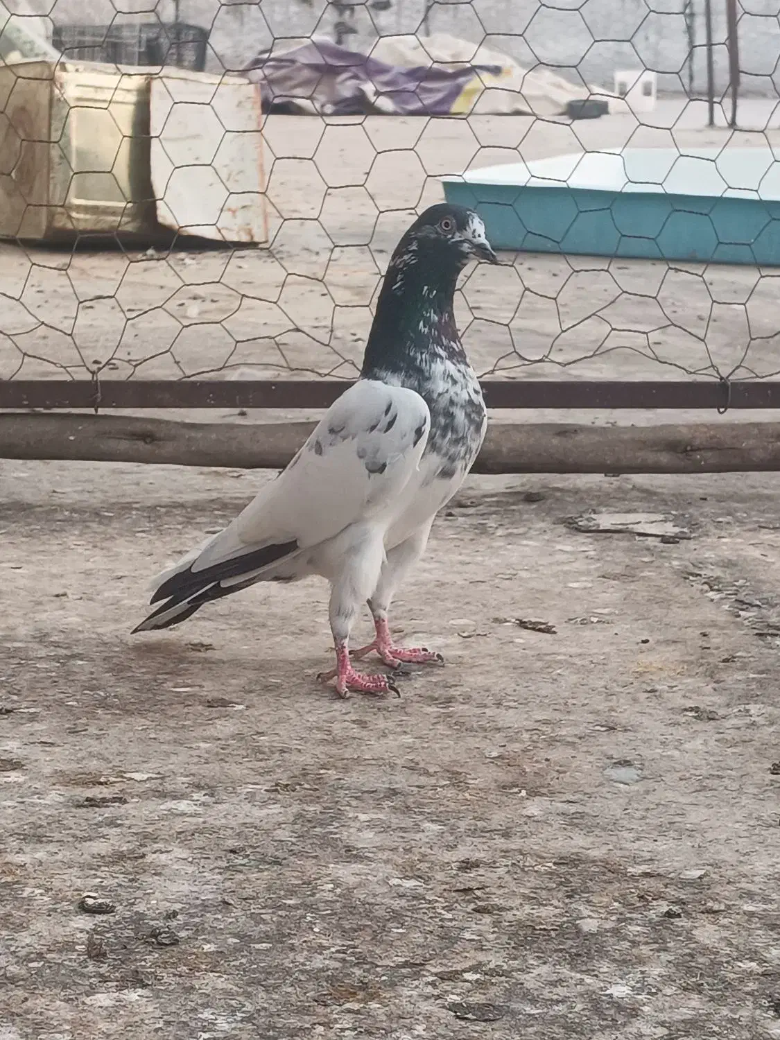 تیدی (پاکستانی)|پرنده|بندر دیر, |دیوار