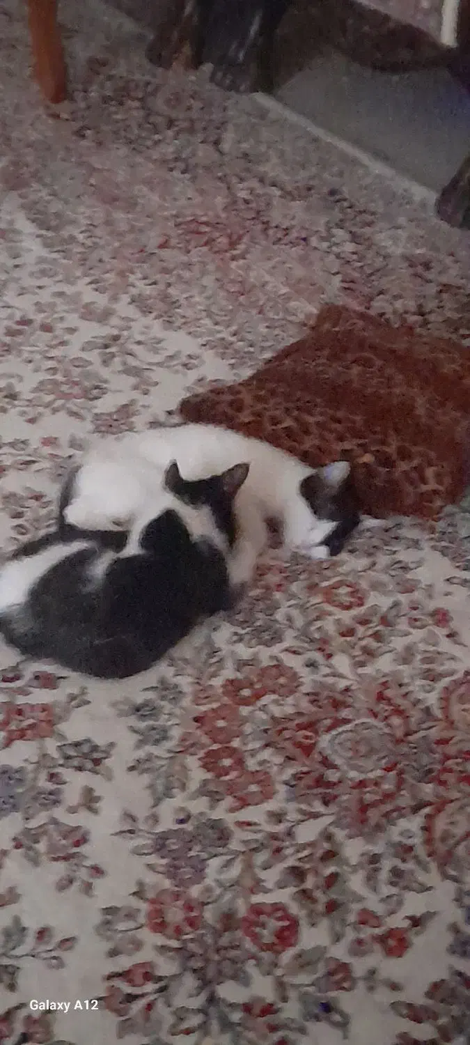 واگداری بچه گربه|گربه|کرمان, |دیوار