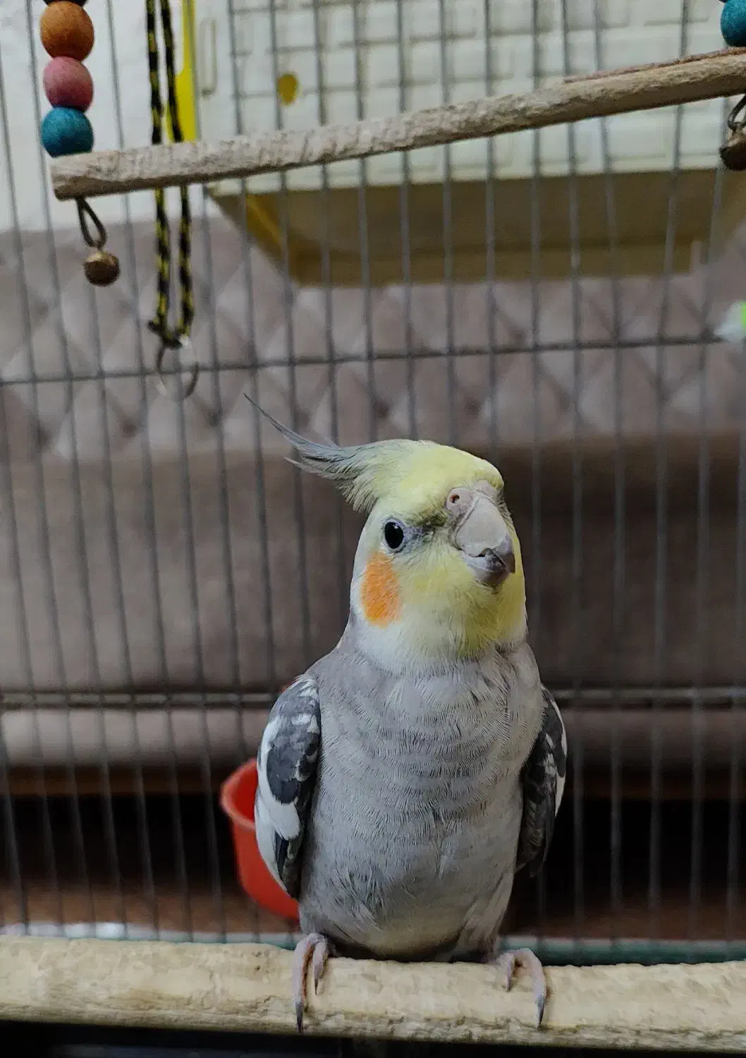 عروس هلندی|پرنده|خمینیشهر, |دیوار