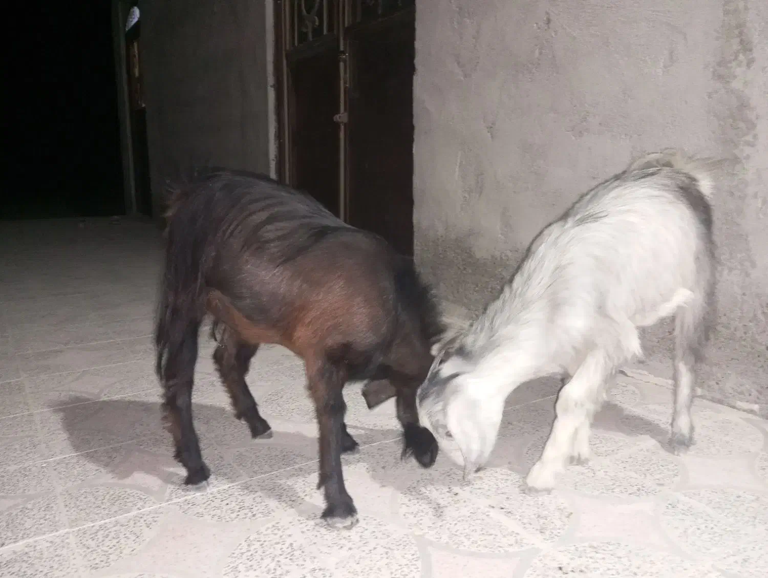 فروش دو تا کهره سرحال وچاق مناسب جهت داشت وکشتن|حیوانات مزرعه|سندرک, |دیوار