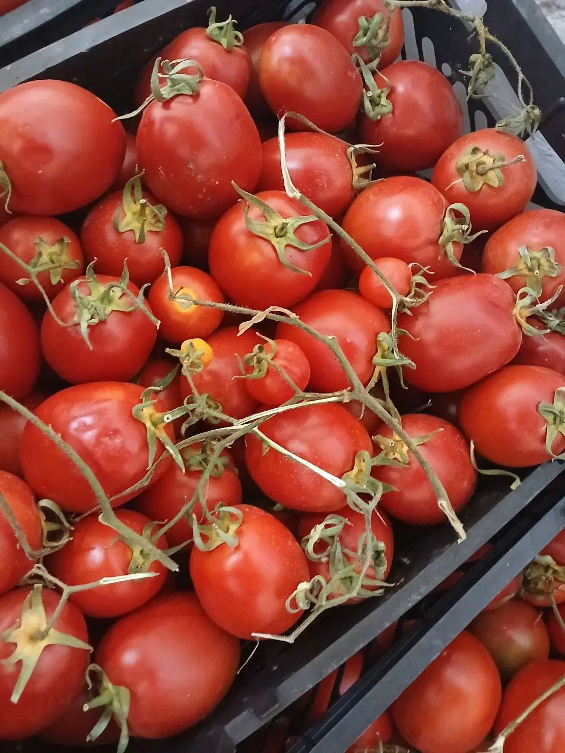 فروش گوجه سبدی|عمدهفروشی|ساری, |دیوار