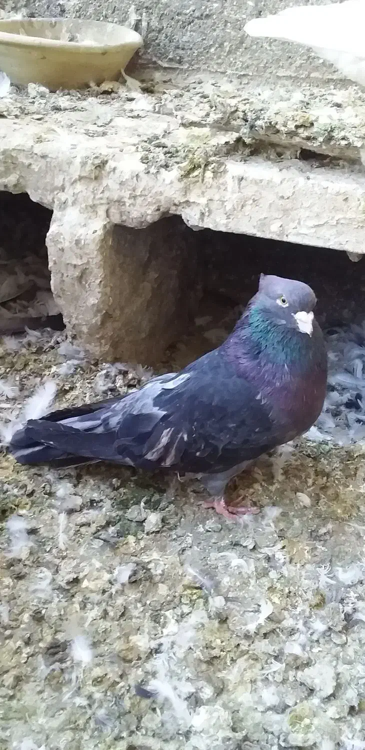 سرورآتشی|پرنده|قم, نیروگاه|دیوار