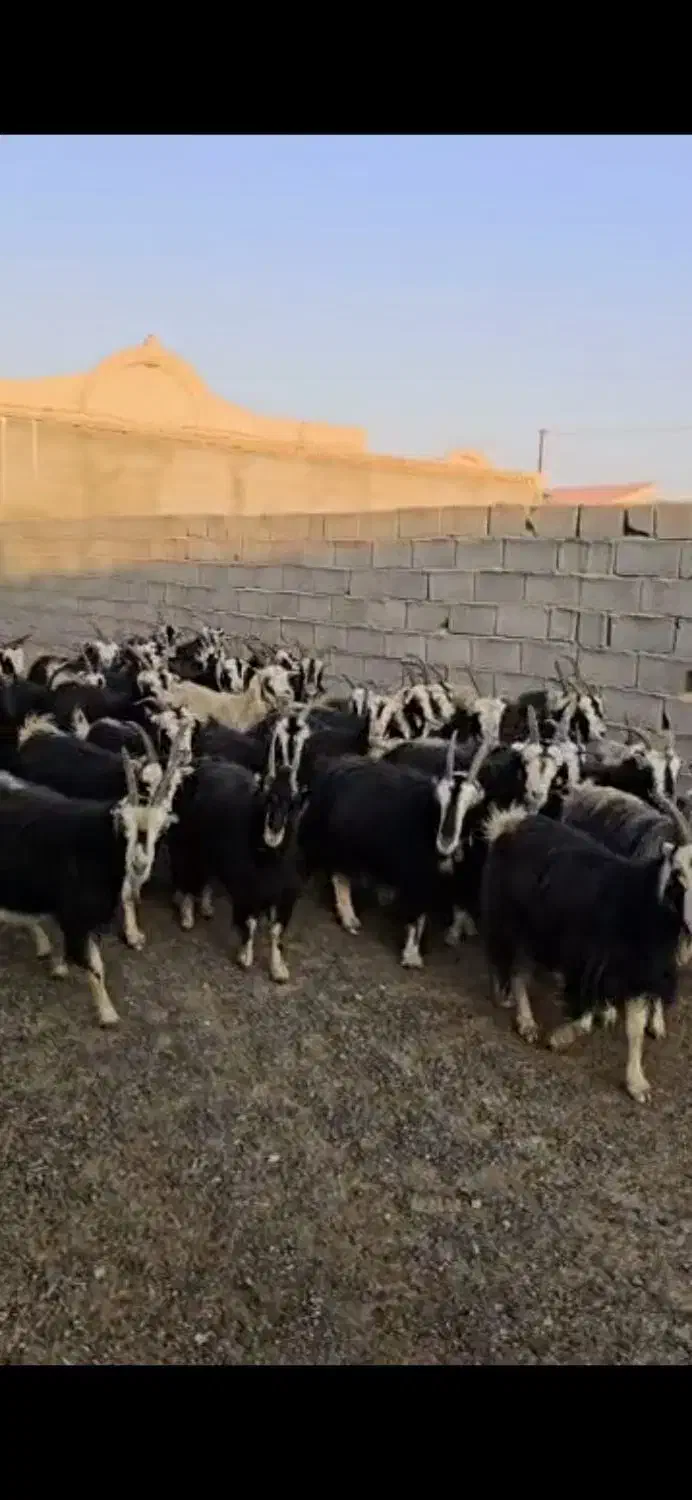 ۳۸راس بز|حیوانات مزرعه|پیشوا, |دیوار