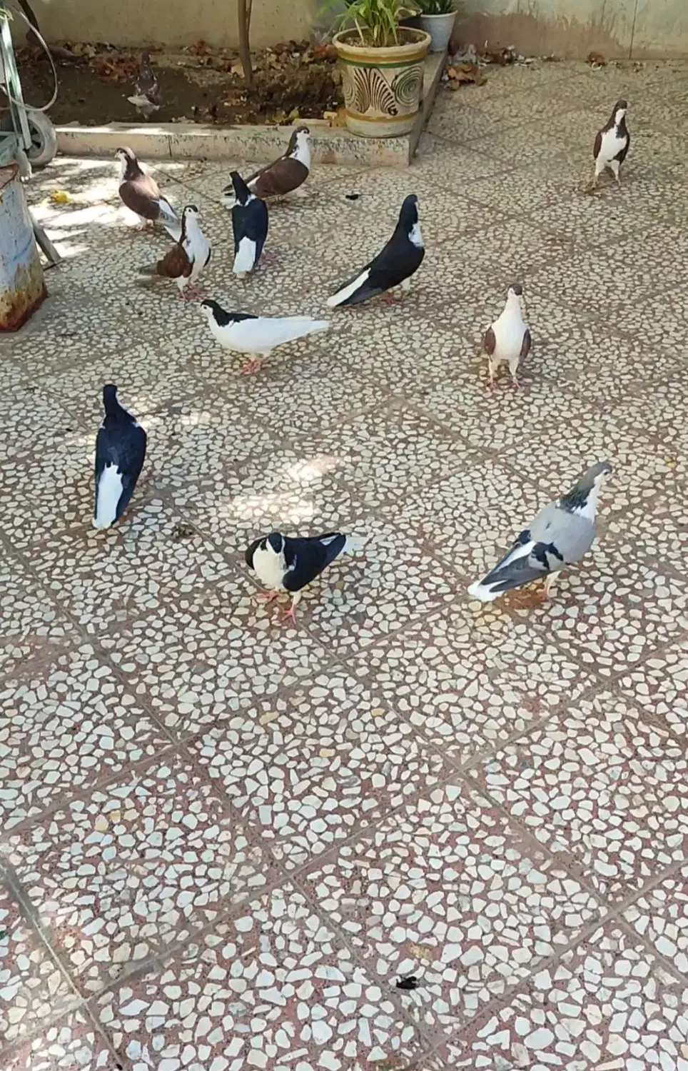 کبوتر دمگیر|پرنده|پیر بکران, |دیوار