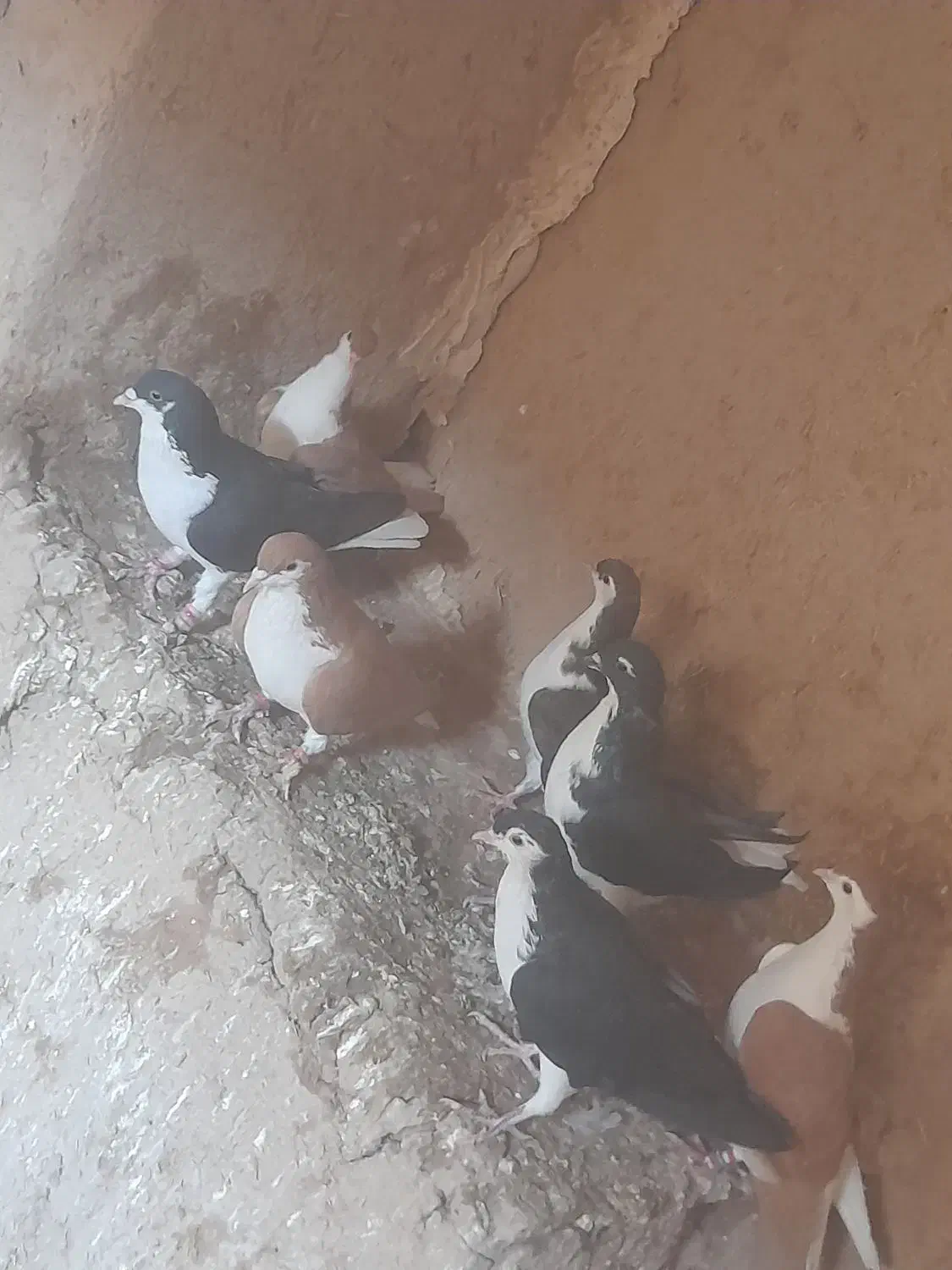 ۷عدد سده فروشی|پرنده|هلالی, |دیوار