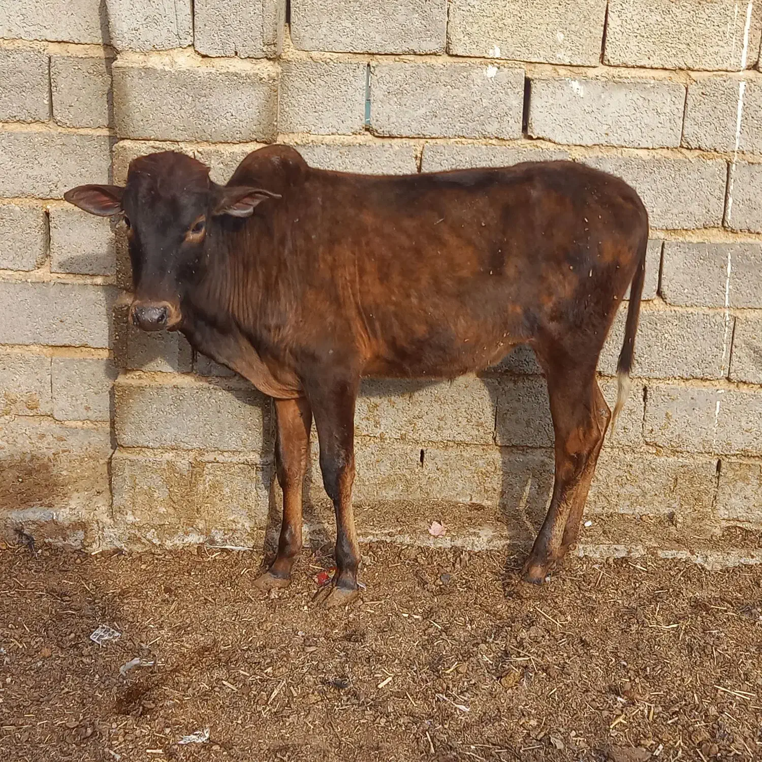 گوساله|حیوانات مزرعه|طسوج, |دیوار