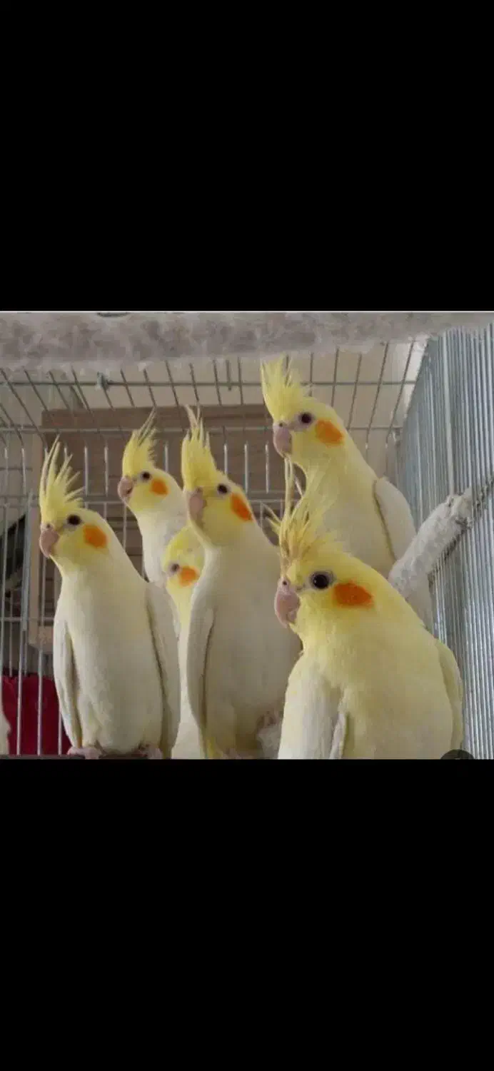 طوطی عروس نژاد دار کشیده سخن گو|پرنده|مرزیکلا, |دیوار