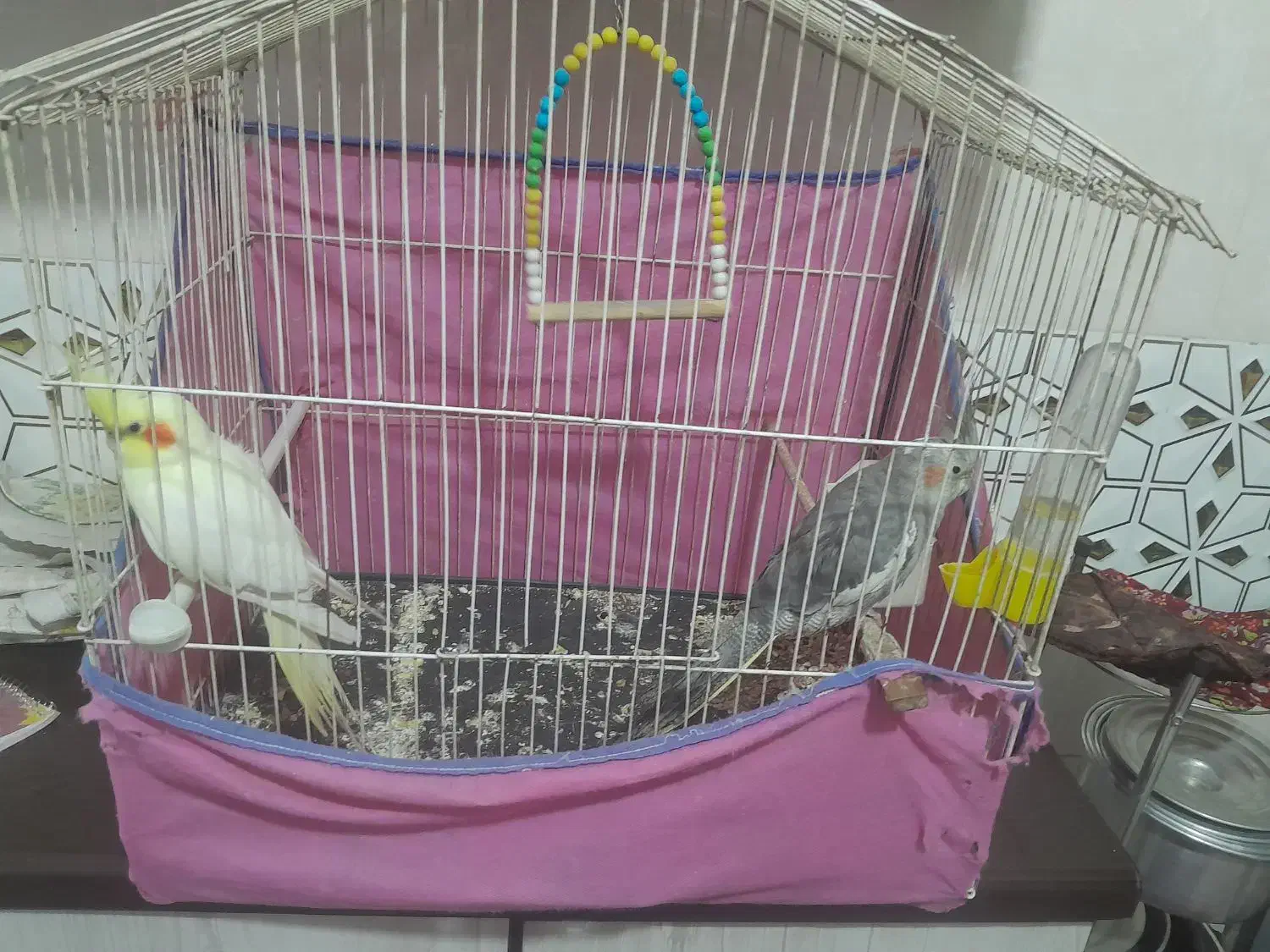 طوطی عروس هلندی|پرنده|محمدیه-قزوین, |دیوار