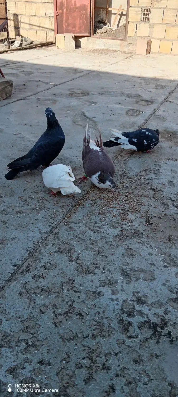 کفتررنگه|پرنده|رادکان, |دیوار