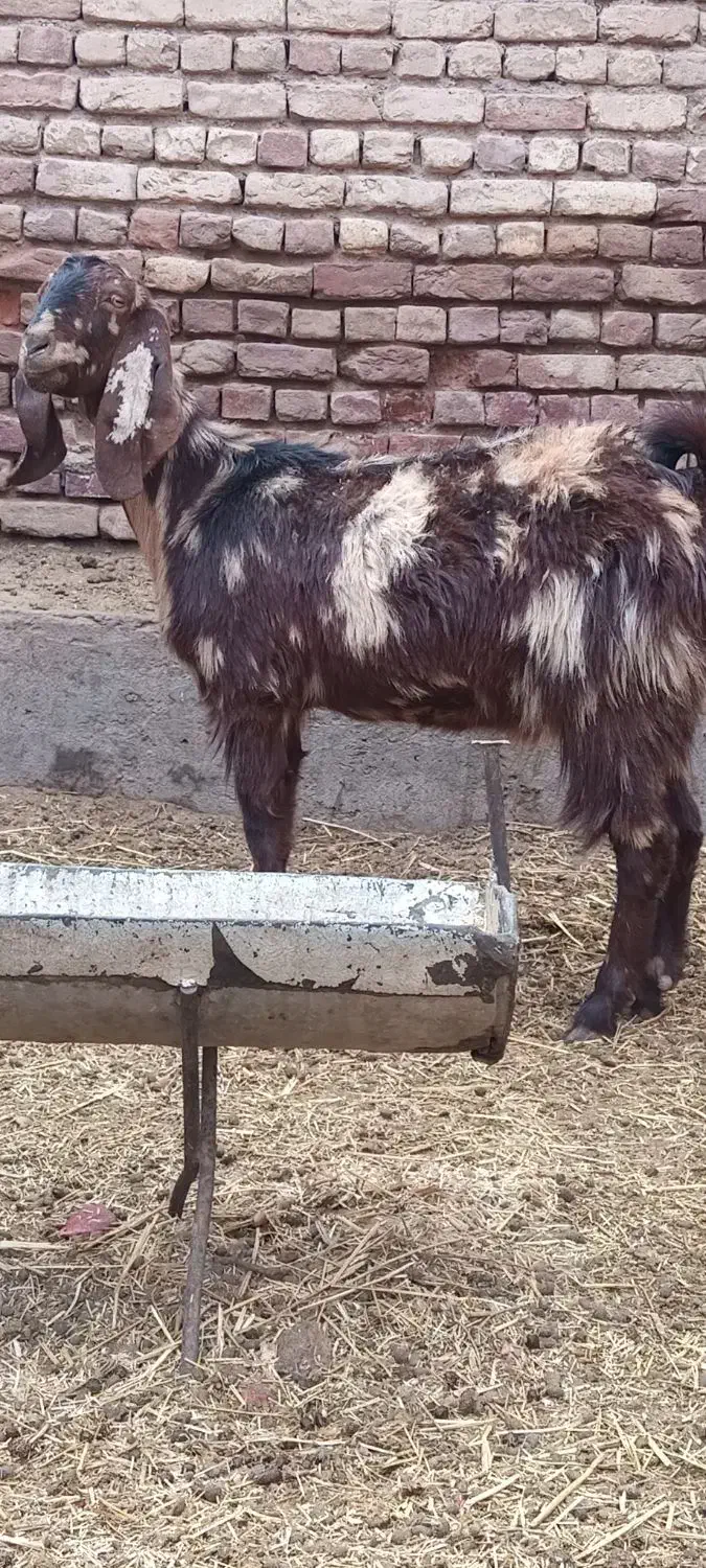 بزغاله ماده ابستن همراه دوتاوبره نر|حیوانات مزرعه|کاشان, مشکات|دیوار