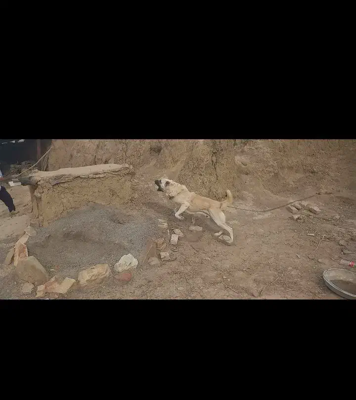 واگذاری سگ همه چی تموم|سگ|صالح آباد (خراسان), |دیوار