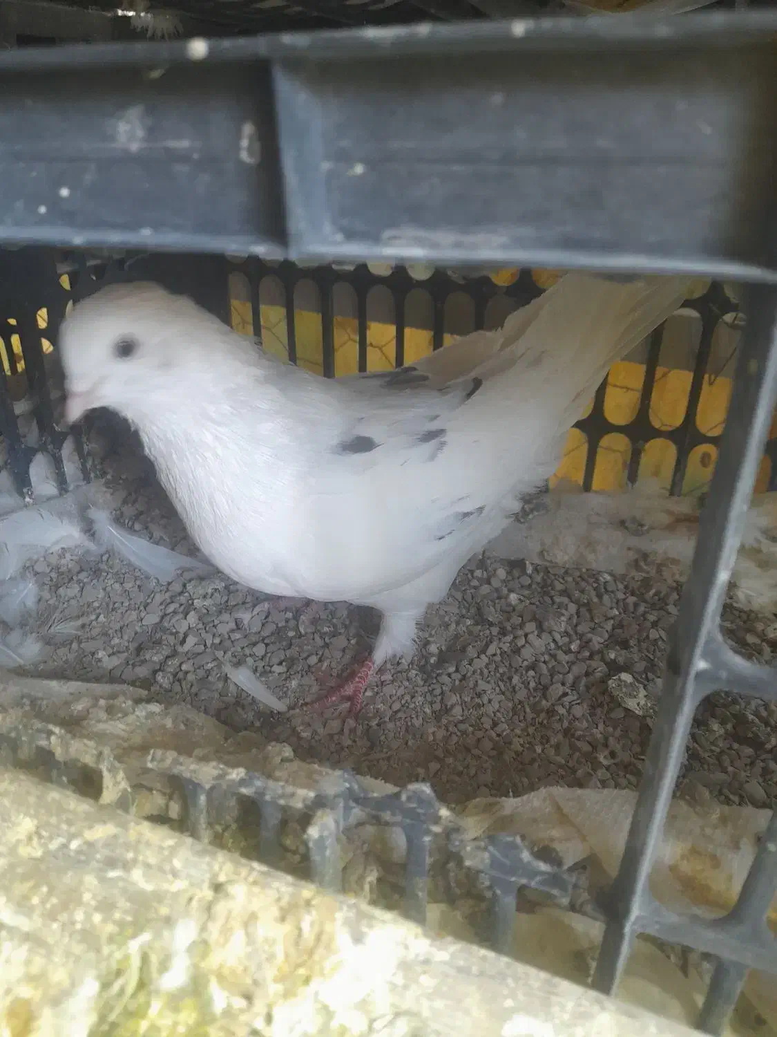 کبوتر نر خال پیس|پرنده|شاهین دژ, |دیوار