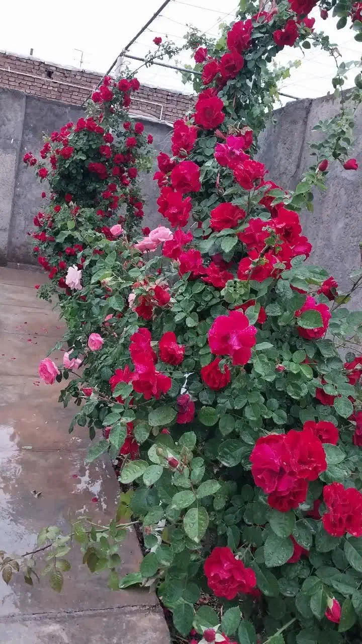 باغ منزل فروشی ۷۰۰متر|فروش خانه و ویلا|اسلامیه, |دیوار