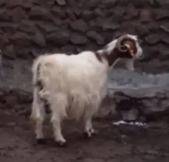 یک عدد بز شیر هم میده|حیوانات مزرعه|اردبیل, |دیوار