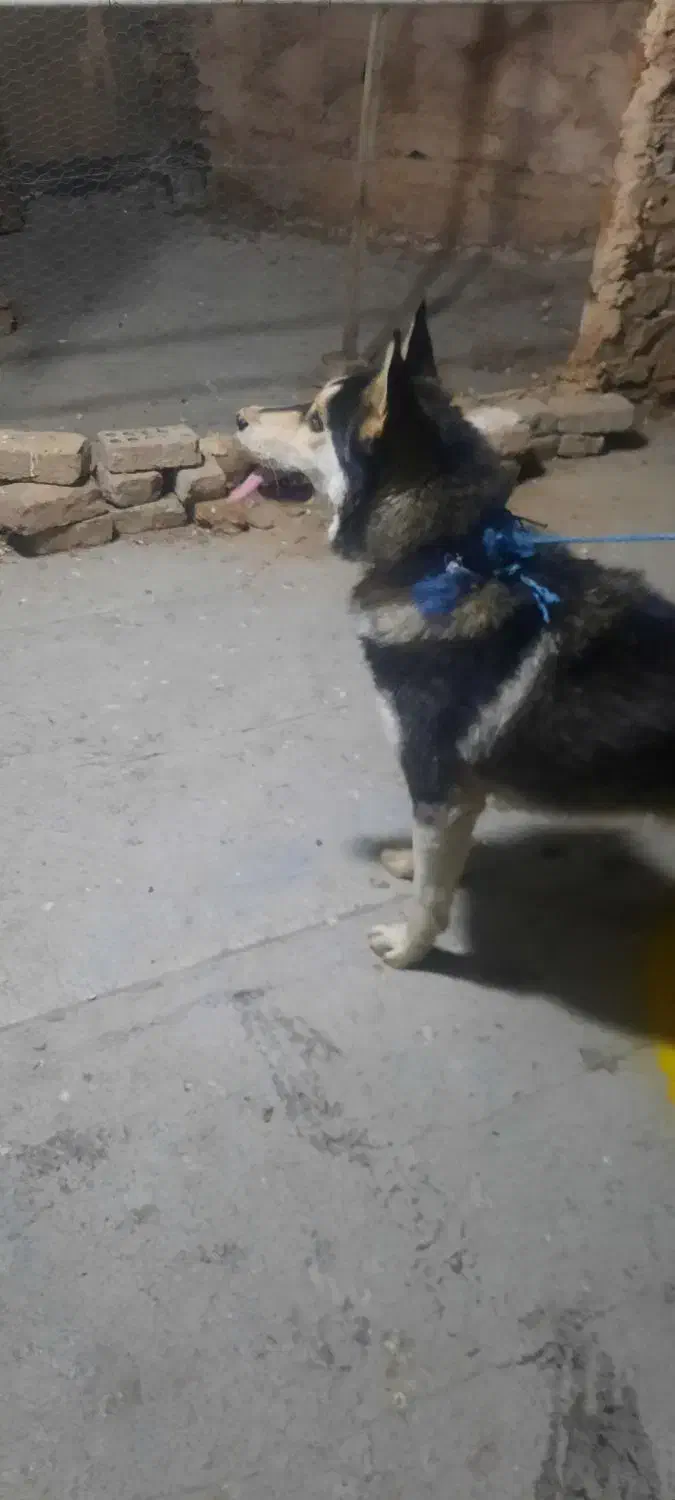 هاسگی نر|سگ|نیشابور, دهنو|دیوار