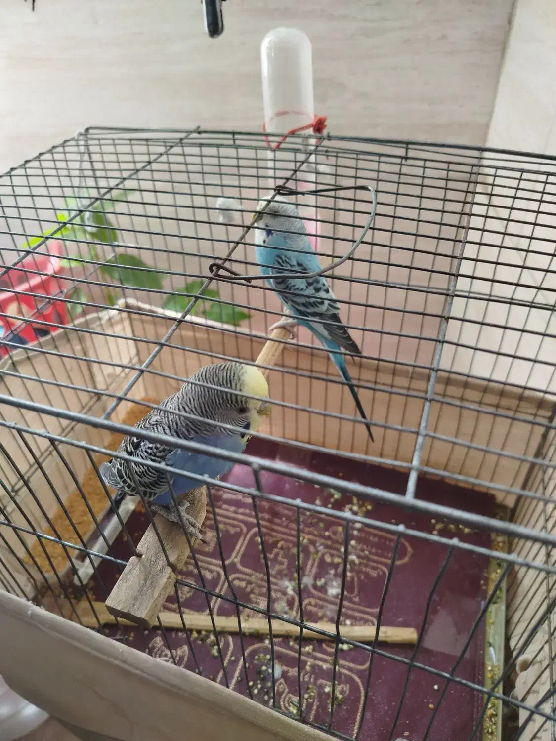 مرغ عشق. نرو ماده|پرنده|تهران, فلاح|دیوار