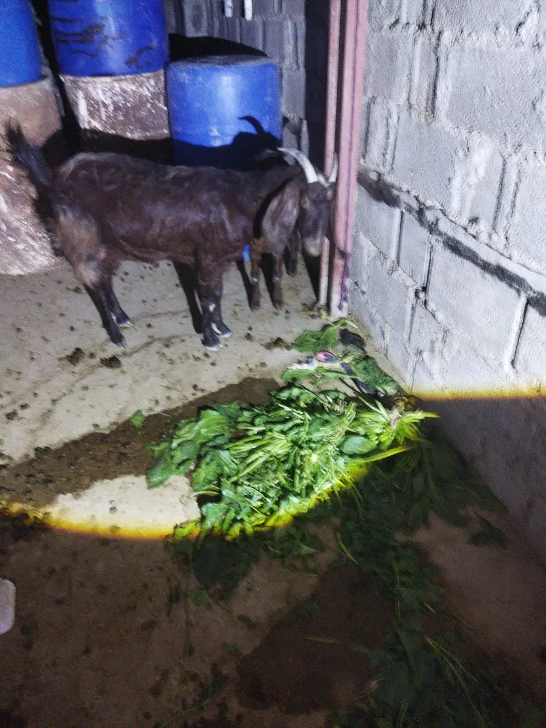 بزجوان وسرحال|حیوانات مزرعه|خورموج, |دیوار