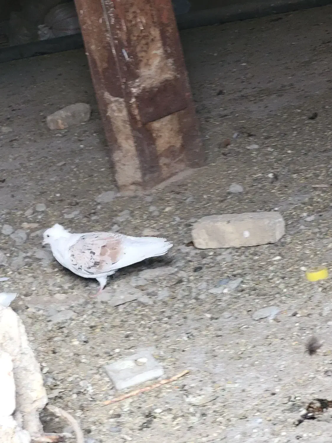 نر پلنگ|پرنده|دورود, |دیوار