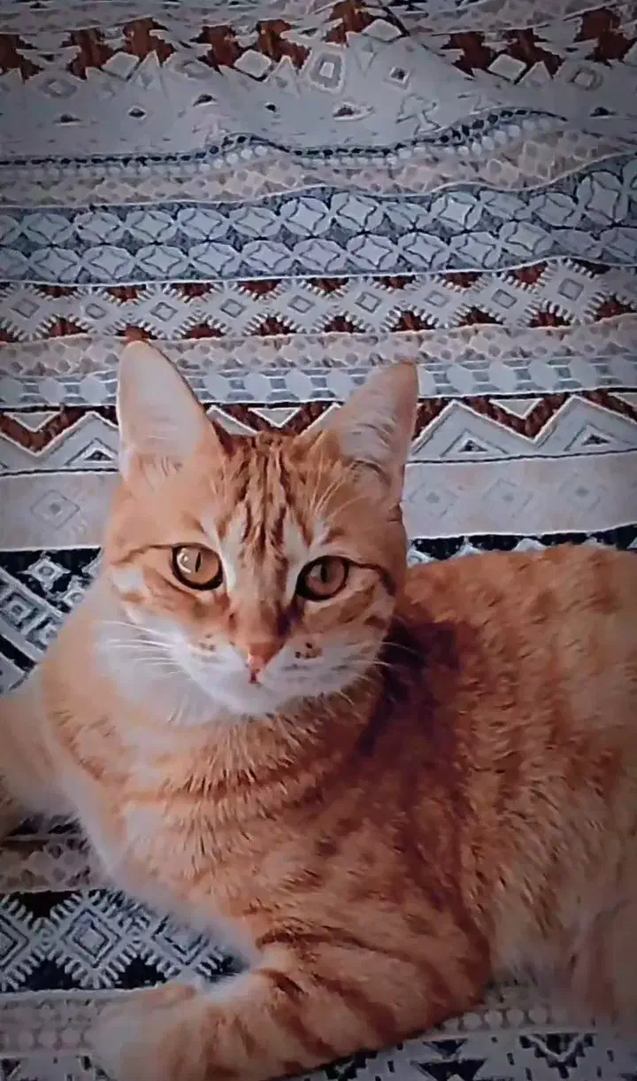 گربه گمشده DSH|حیوانات|ری, دولت‌آباد|دیوار