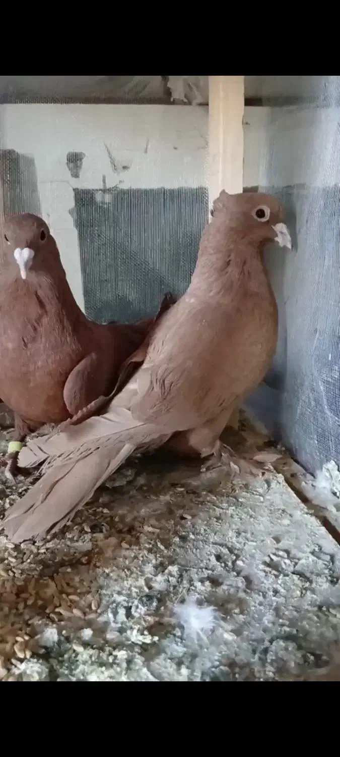 فروشی|پرنده|رشتخوار, |دیوار