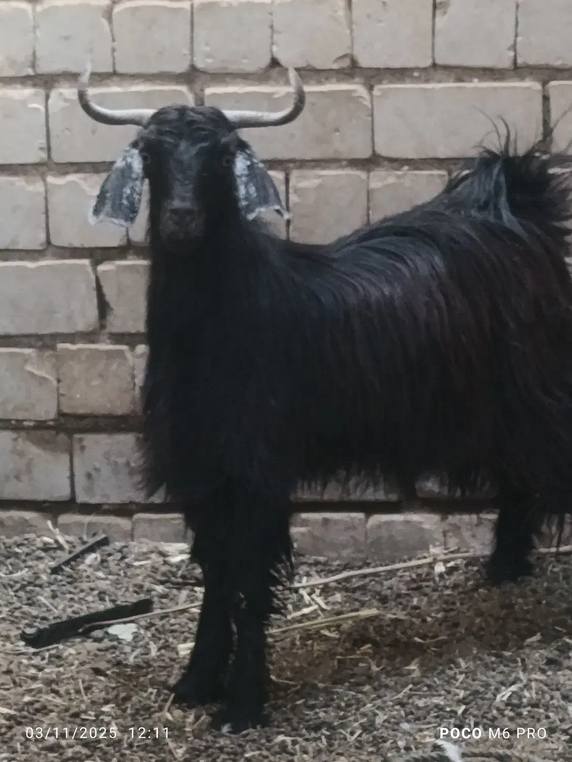 تروشت پزور|حیوانات مزرعه|ایرانشهر, |دیوار