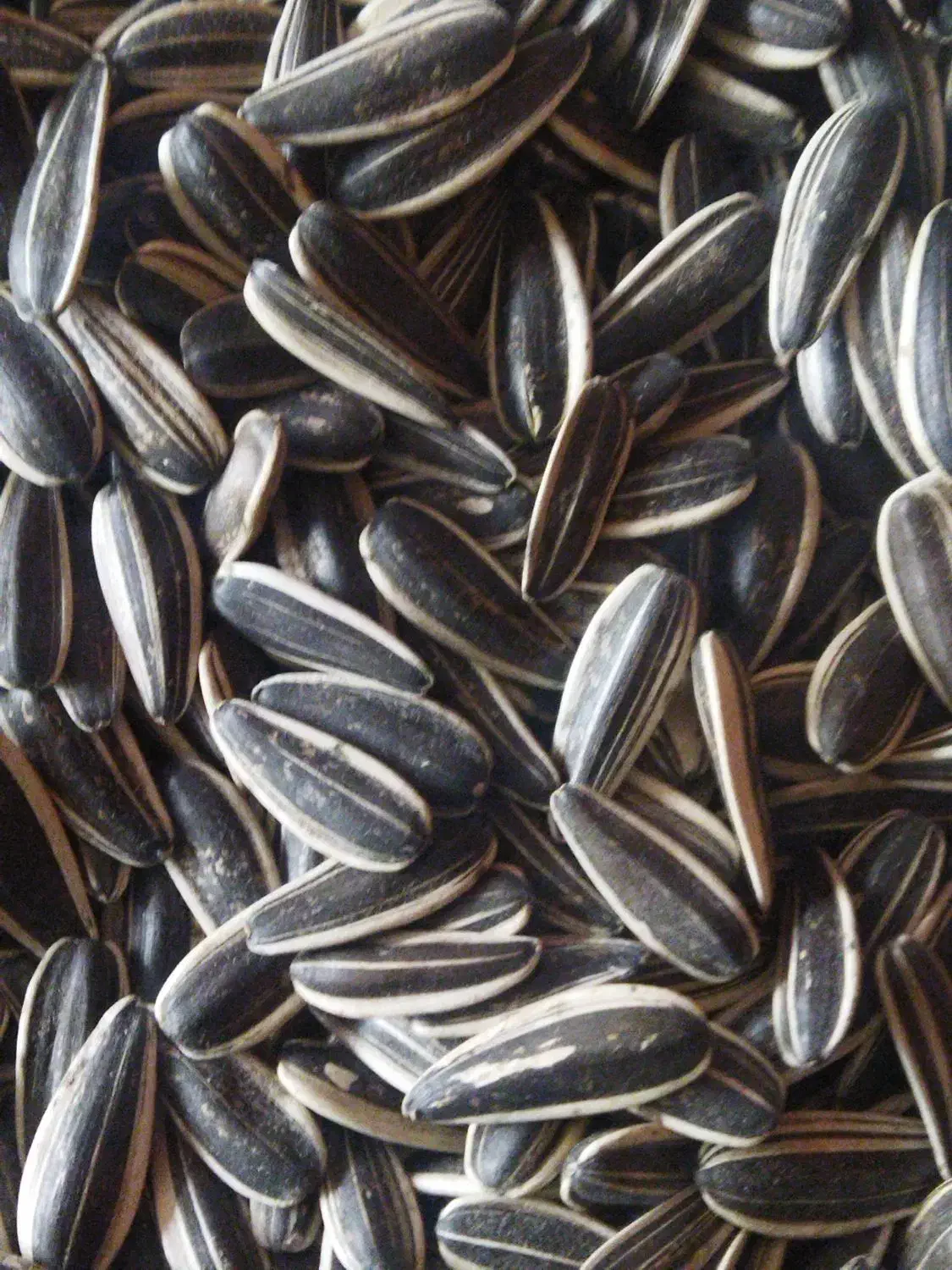 تخمه خوی مستقیم بدون واسطه بازار ولیعصر کرج|عمده‌فروشی|کرج, شهرک شیخ سعدی|دیوار