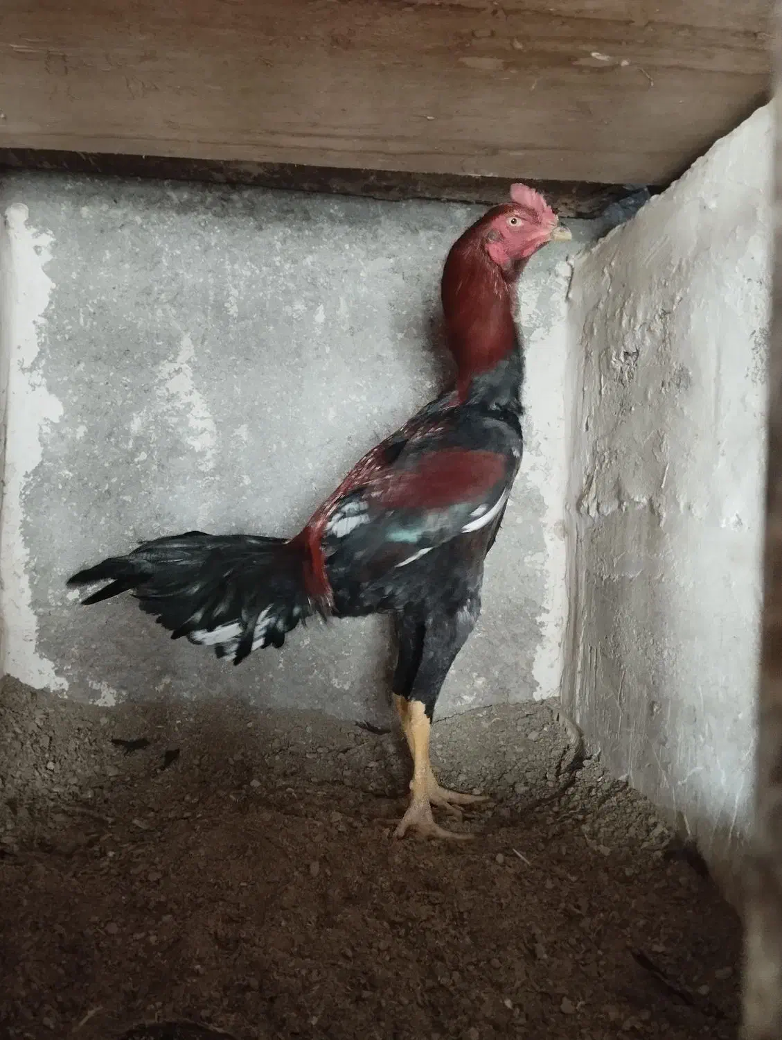 خروس و مرغ لاری|حیوانات مزرعه|خسروشاه, |دیوار