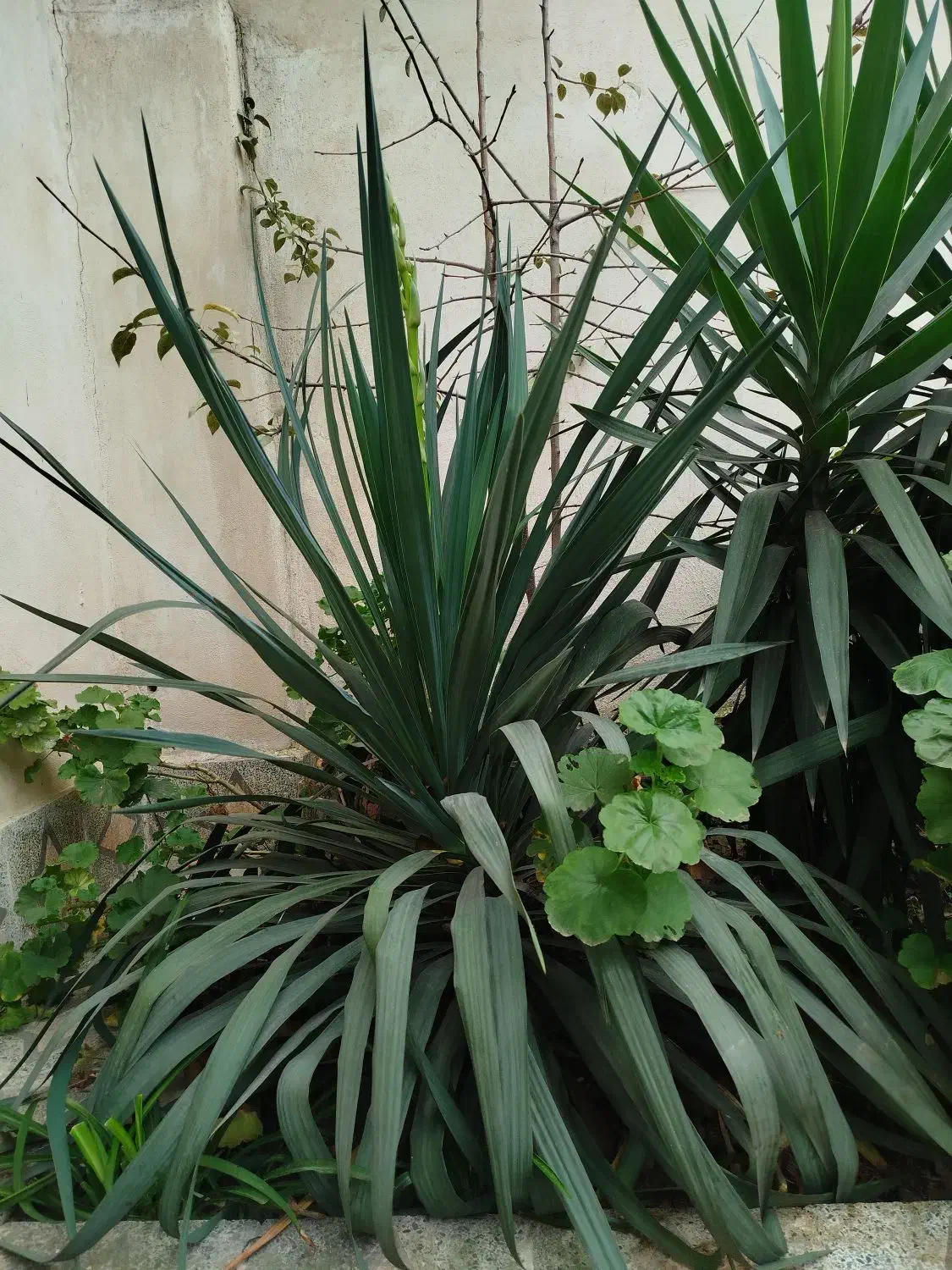 گل یوکا بزرگ|گل و گیاه طبیعی|رشت, جماران|دیوار