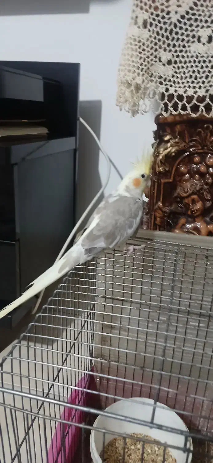 عروس ماده آماده|پرنده|رشت, شهرک احمد خمینی|دیوار