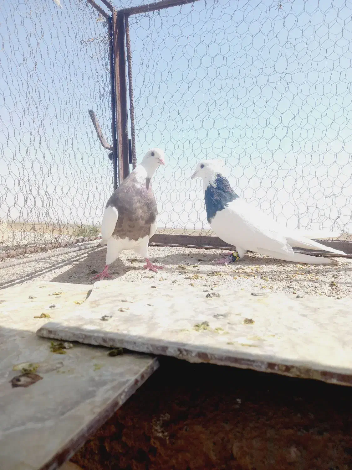 جفتگاه طوقی زات هفت رنگ.|پرنده|نصر آباد, |دیوار