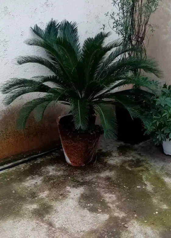 فروش سیکاس|گل و گیاه طبیعی|رشت, جانبازان|دیوار