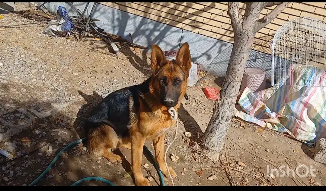 سگ ژرمن|سگ|شهر بابک, |دیوار