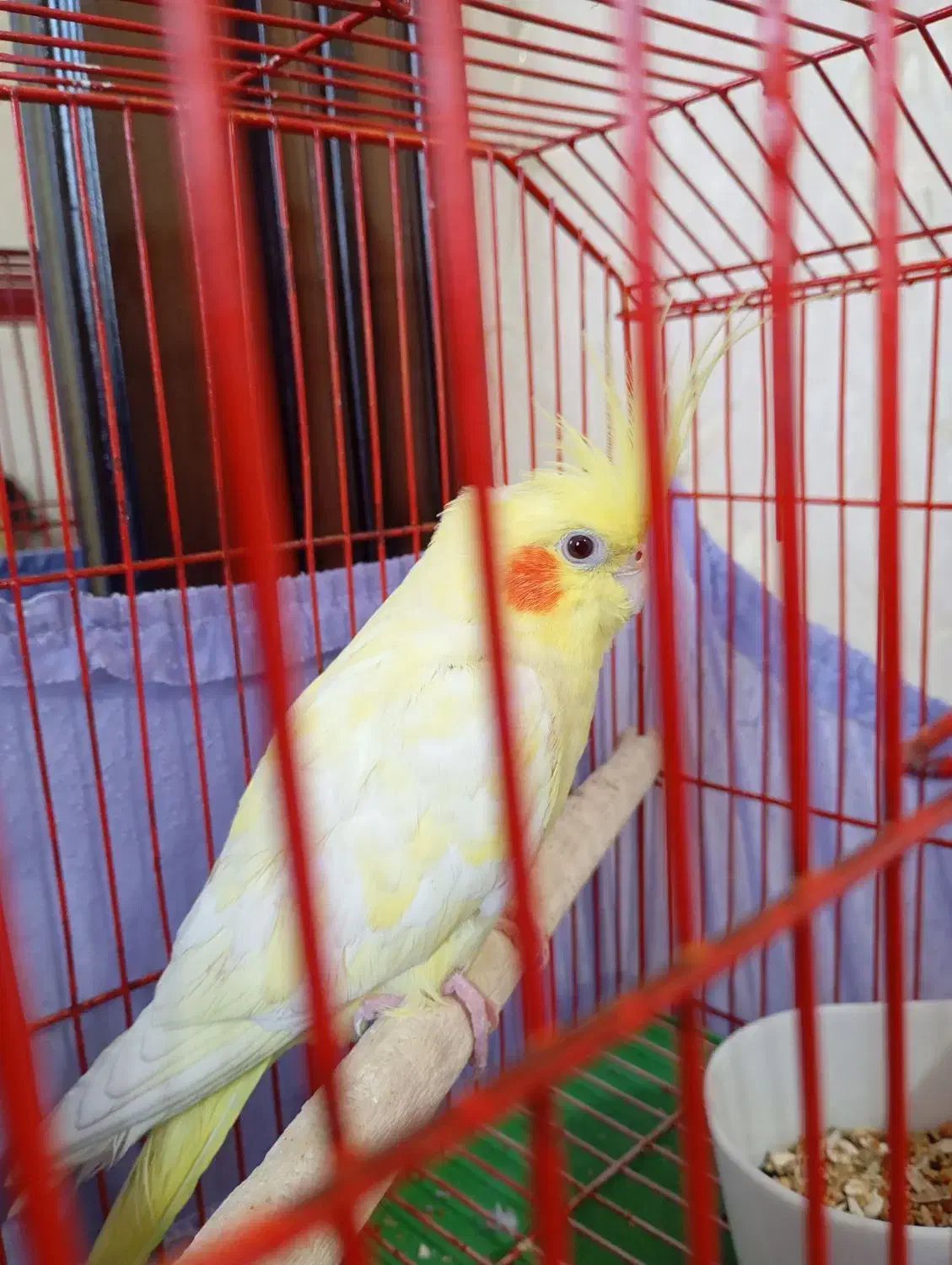 عروس هلندی لوتینو|پرنده|شاهدشهر, |دیوار