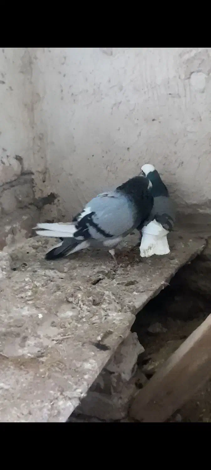 کبوترشازده|پرنده|میاندوآب, |دیوار