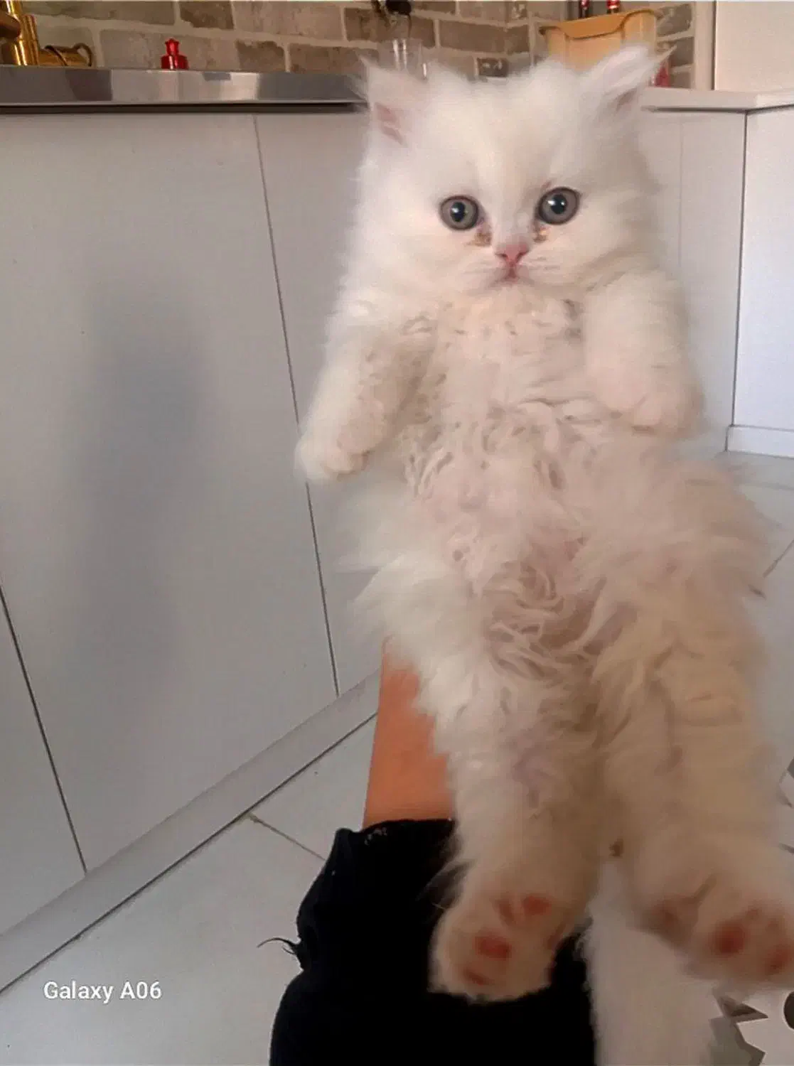 نینی کوچولوگربه|گربه|قم, پردیسان|دیوار