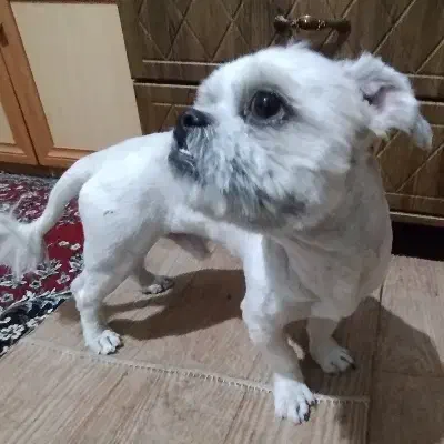 سگ شیتزو خانگی|سگ|اصفهان, رکن الدوله شرقی|دیوار