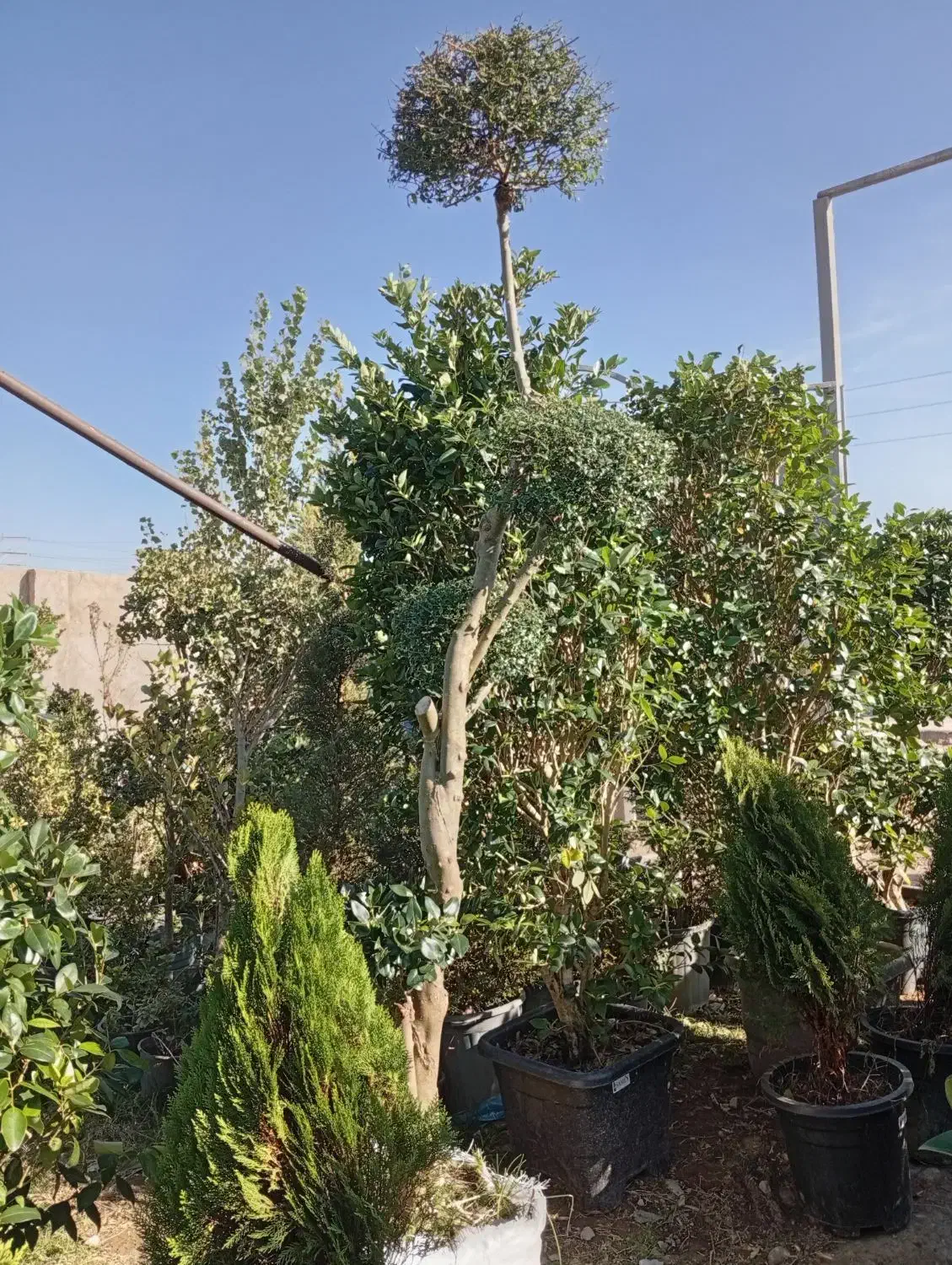 عرضه مستقیم گل و گیاه بیرونی. عمده ای وتکی|خدمات باغبانی و درختکاری|شاهدشهر, |دیوار