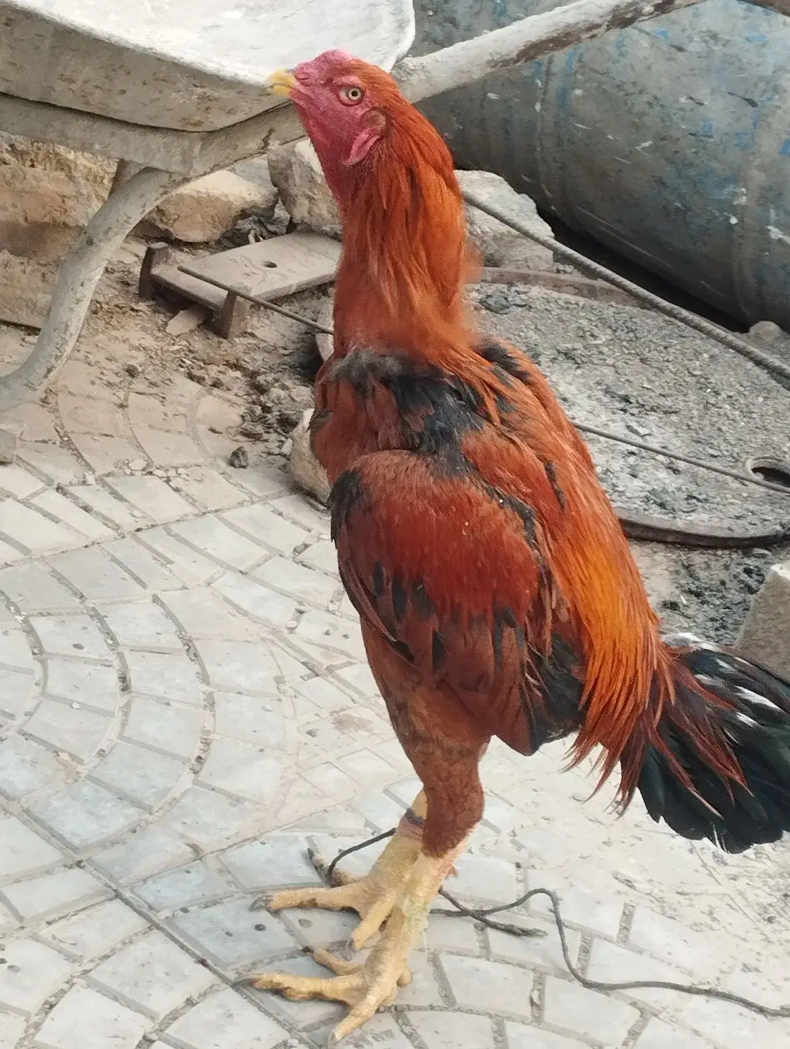 مرغ و خروس لاری|حیوانات مزرعه|فریمان, |دیوار