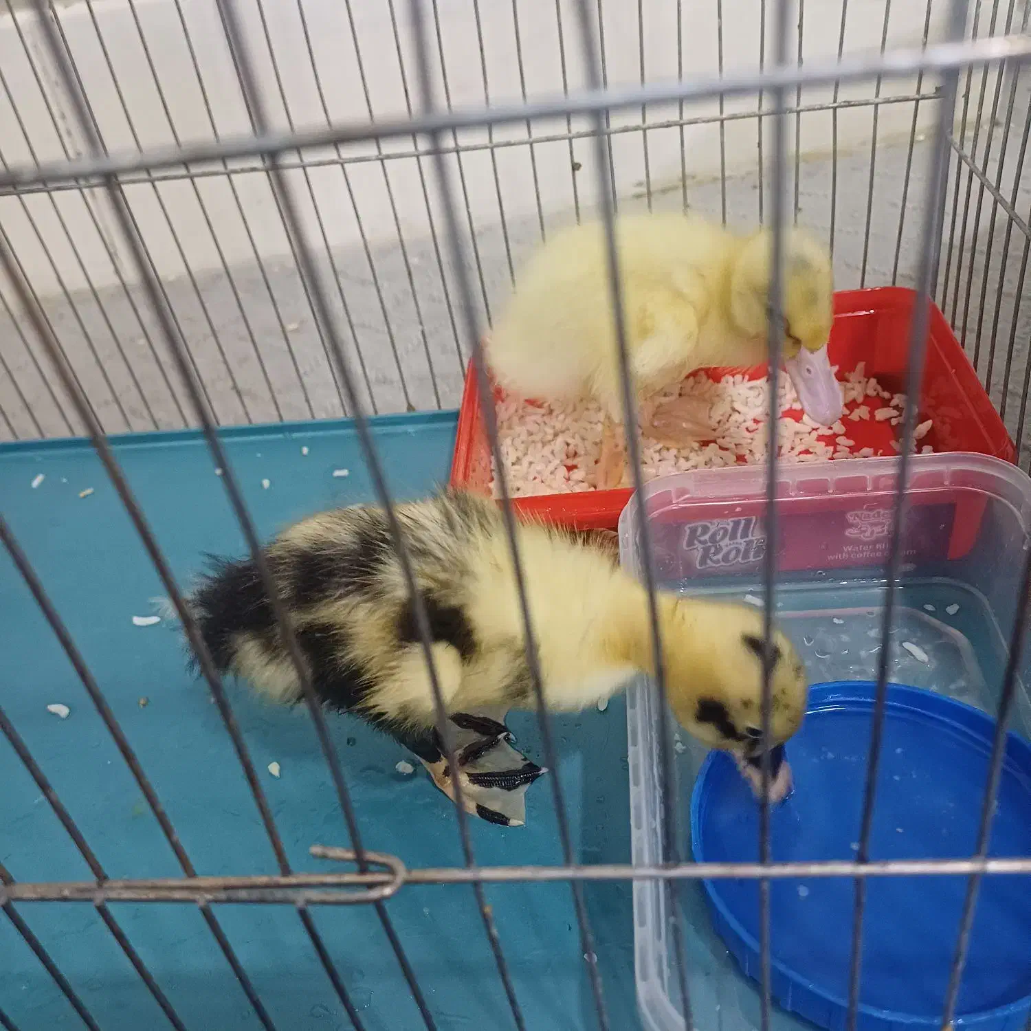 دو عدد جوجه اردک سالم|حیوانات مزرعه|شیراز, گویم|دیوار